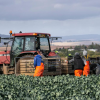 Homegrown food shortage threat in Scotland