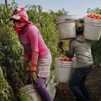 RUBEN NAVARRETTE JR.: Generations of Mexicans toiled in the fields so their kids wouldn’t return. So why are college grads returning?