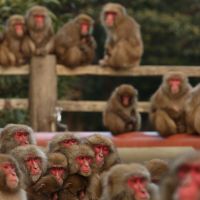 A Marauding Monkey Was Killed in Japan. Others Will Take Its Place.