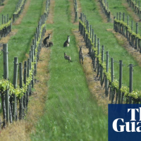 In the NSW central west, the talk once again is of shaking the Nationals’ grip on Calare