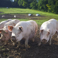 Farmer forced to cull hundreds of piglets due to abattoir shortages