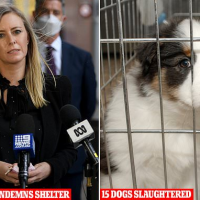Parliament CONDEMNS council for slaughtering 15 dogs including puppies