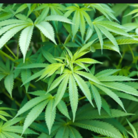 Ohio marijuana legalization measure gets boost as attorney general OKs language for law