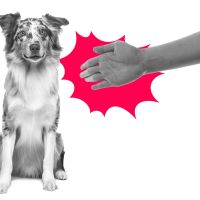 Help! I Left My Girlfriend With My Puppy for Three Weeks. She Made a Horrible Confession When I Got Back.