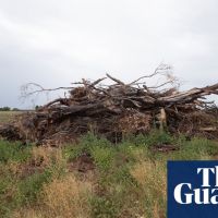 Emissions warning: calls to stop ‘skyrocketing’ land clearing in NSW
