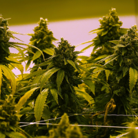 PA Cannabis Legalization Will Have Dire Consequences | RealClearPolitics