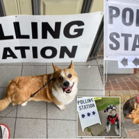 Dogs, cats and a COW are taken to polling stations across the UK