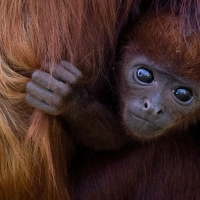 Unfair monkeypox labeling must stop before our image goes from Curious George to Typhoid Mary