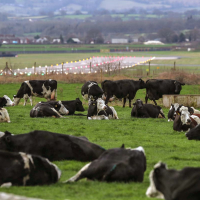 Opinion: The food we eat is at risk of becoming the latest front in the culture wars