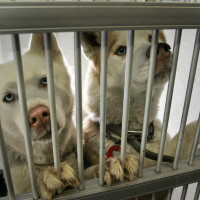 Northern Utah animal shelter latest to ban gas chamber euthanasia