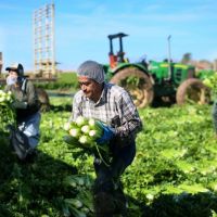 Farmworker Amnesty and Wage Cuts Set to Die in Senate