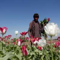 Taliban Bans Drug Cultivation, Including Lucrative Opium