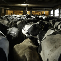 Muskegon area CAFO fined $120k for mismanaging animal waste