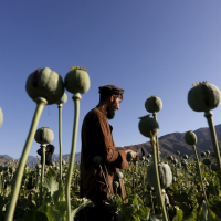Profits and poppy: Afghanistan’s illegal drug trade a boon for Taliban