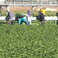 Immigration reform could prevent food prices from harming consumers