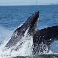 New York’s booming whale population is just one sign of America’s…