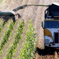 UK Permits Development Of Gene-Edited Crops In Climate Fight
