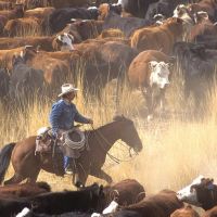 Fewer meat packers threatens our national security