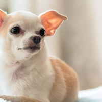 Chihuahua “sings” Star Wars Song, delights internet: “join the bark side”