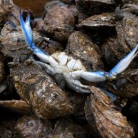 The devastating Chesapeake blue crab collapse