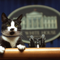 ‘Who scoops the litter box?’ Answers about the mysterious lives of White House cats.