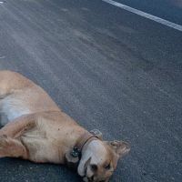 Editorial: Mountain lions are being slaughtered on the roads. They need our help to cross safely