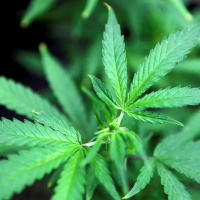 Thinking about buying legal pot in Illinois? Iowa authorities say don’t bring it back here