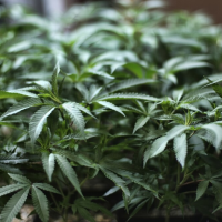 Editorial: Are state fair officials high? They should not reward super-potent marijuana