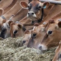 Manchin-Schumer climate bill takes aim at cow burps and farts