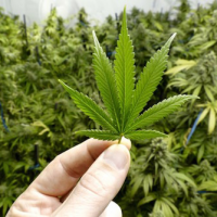 Study Questions Proposed Federal Marijuana Legislation