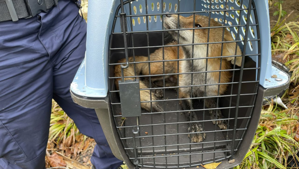 Fox captured after Congressman, reporter attacked at Capitol euthanized for rabies test