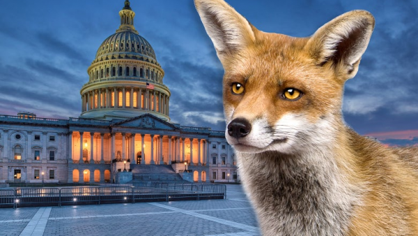 Foxes Take the Capitol