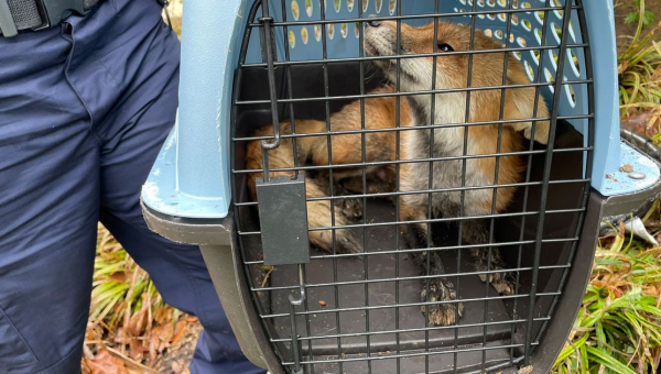 Fox Attacks Democrat, Literally