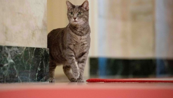 A cat now also lives in the White House: her name is Willow | abroad