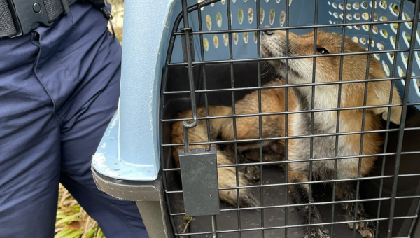 Police track and nab Senate fox after it hounds Democrat on Capitol grounds