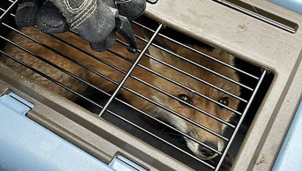 Capitol Fox Who Bit 9 Including Congressman Euthanized Over Rabies Concerns: Report