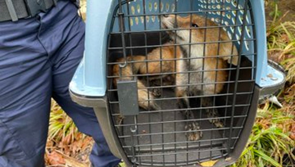 Police capture fox that bit lawmaker on Capitol Hill