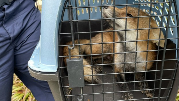 An Adorable But Aggressive Fox Menaced The US Senate Before Being Caught By Animal Control