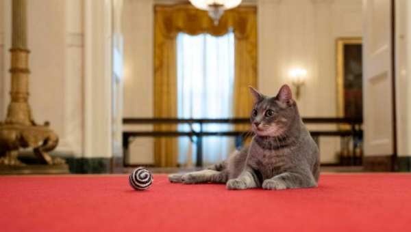 First Feline Takes Up Residence In Biden White House