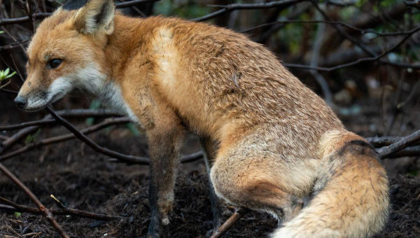 Fox Killed For Rabies Testing After Biting Multiple People On Capitol Hill