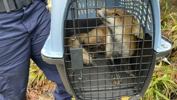 Capitol Hill fox euthanized after biting spree