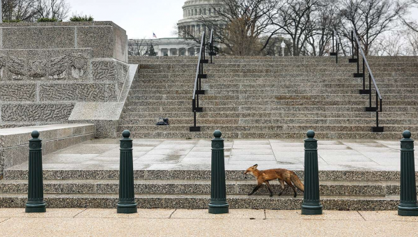 A Mother Fox Is Captured at U.S. Capitol After Running Amok, Nipping Lawmaker: ‘Most Bizarre Day’