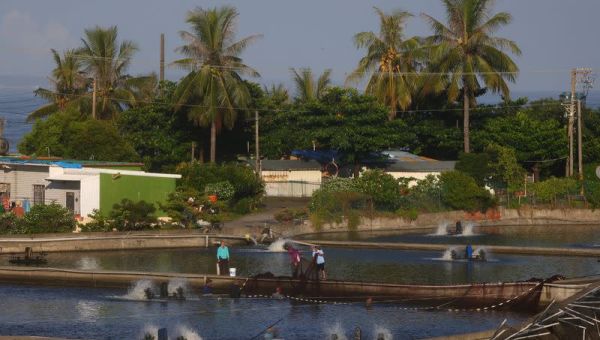 Taiwan fishing community casting for fresh markets after China ban