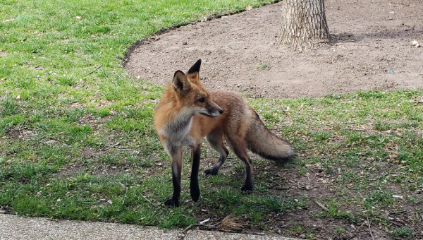 Police warn of “reports of aggressive fox encounters” near U.S. Capitol
